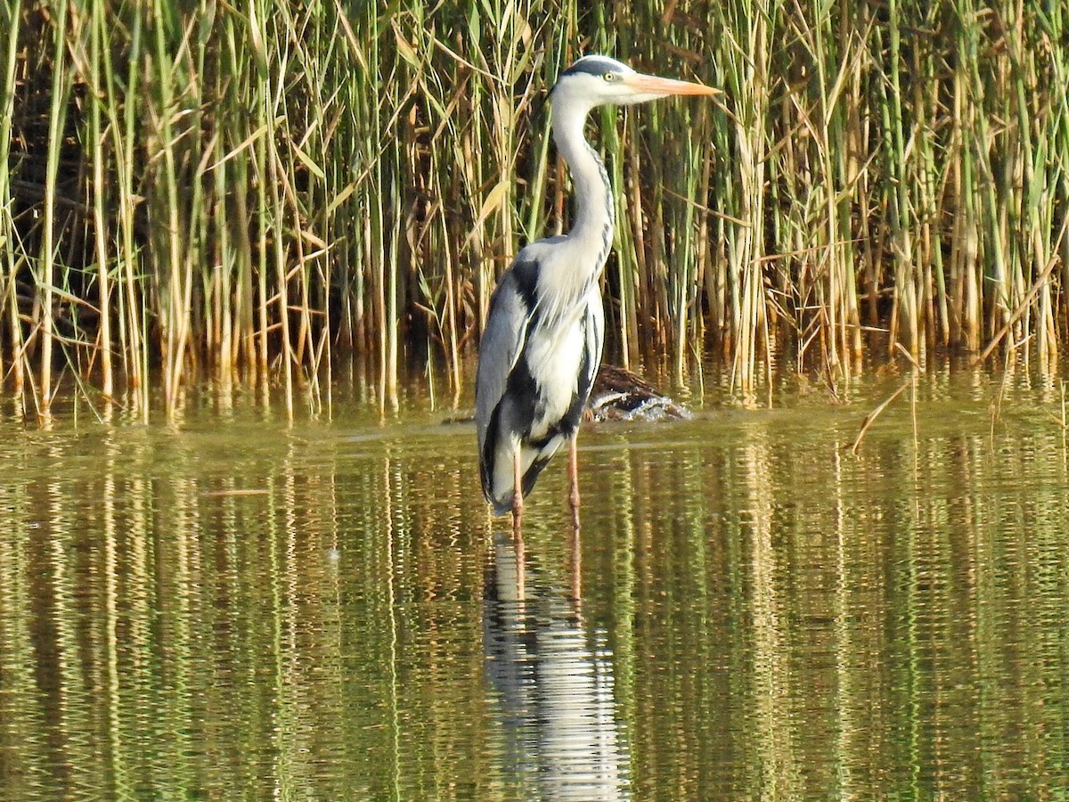 Gray Heron - Alec Napier