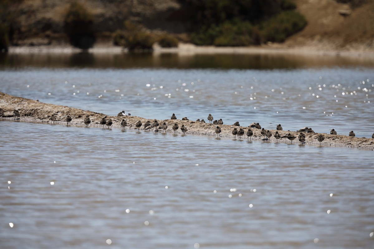 Dunlin - ML252831741