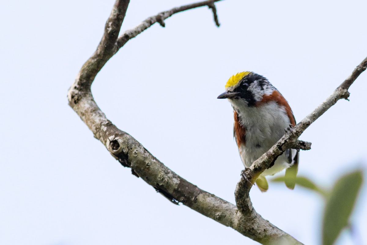 Chestnut-sided Warbler - ML252832031