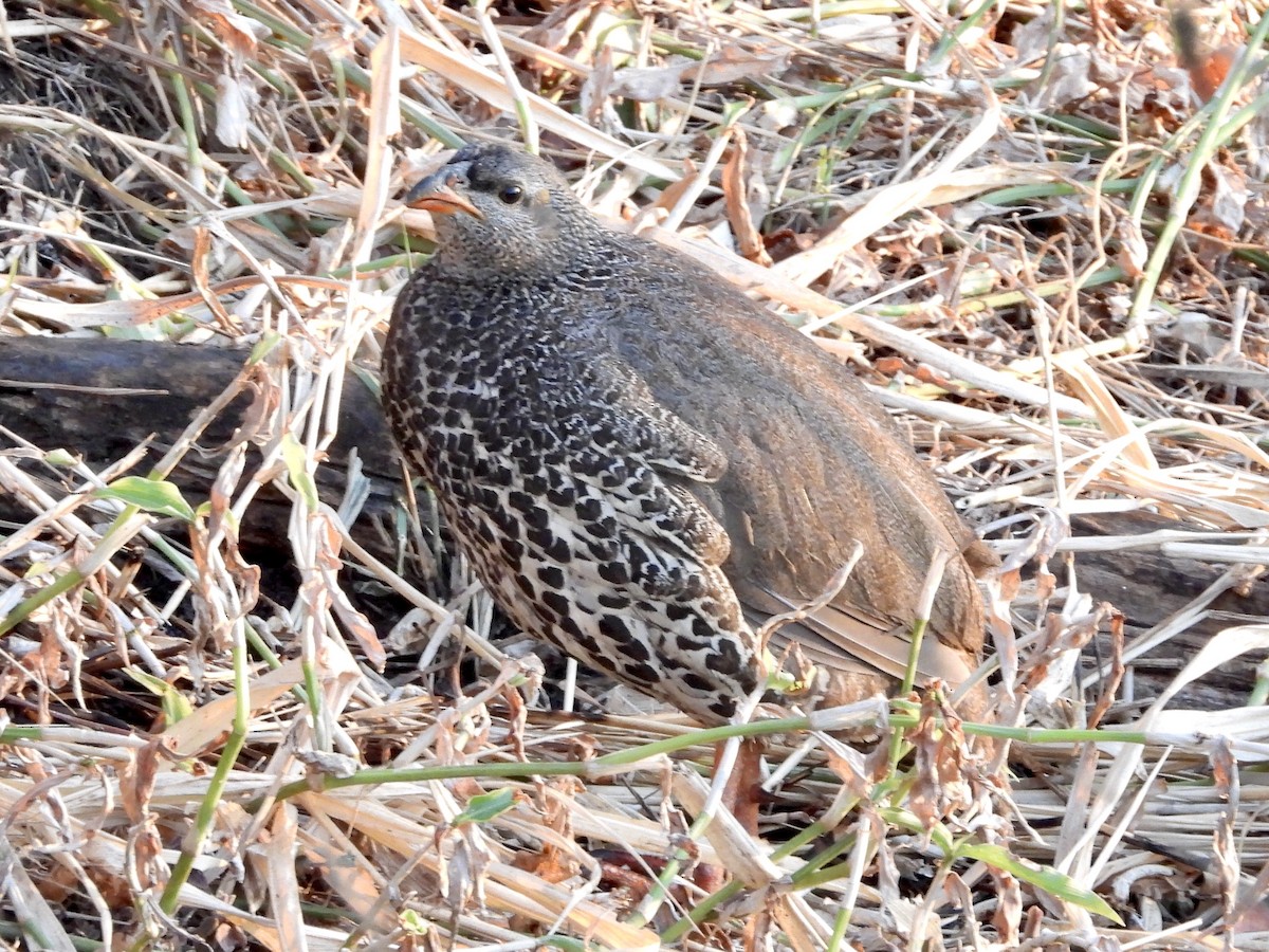 Hildebrandt's Spurfowl - GARY DOUGLAS