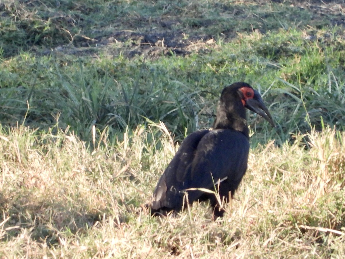 Southern Ground-Hornbill - ML252834201