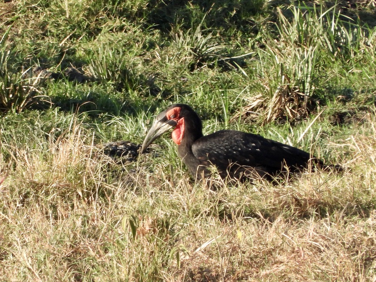 Southern Ground-Hornbill - ML252834211