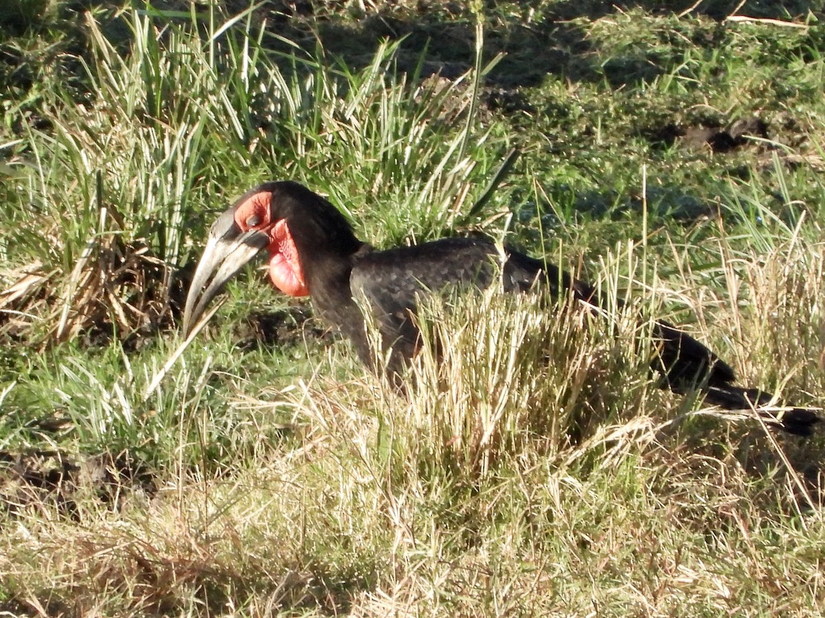 Southern Ground-Hornbill - ML252834221