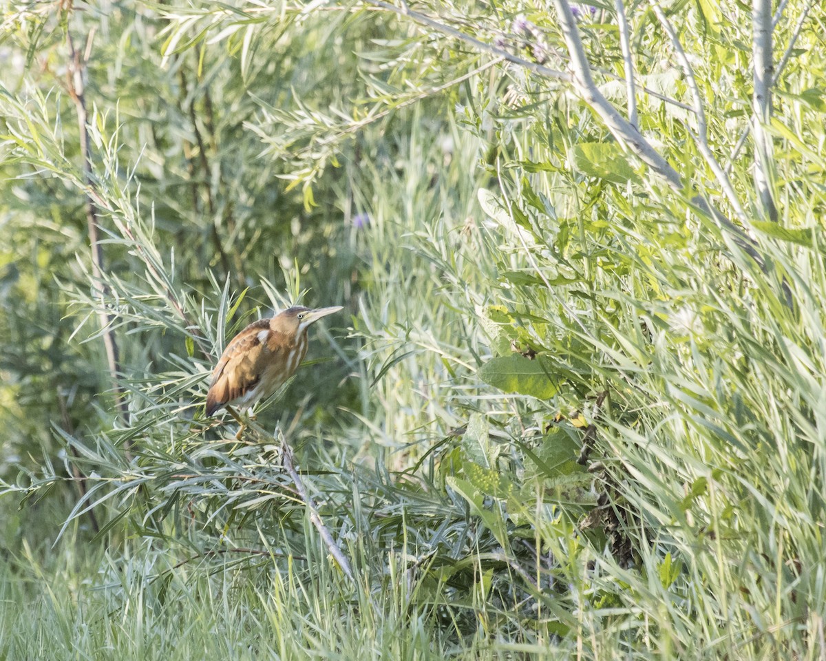 Least Bittern - ML252835971