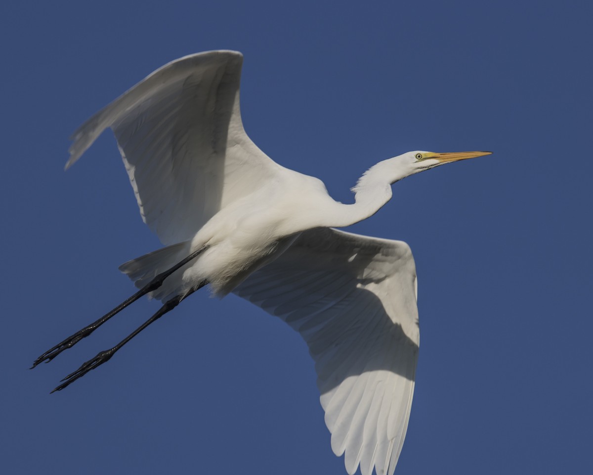 Great Egret - Brent Young