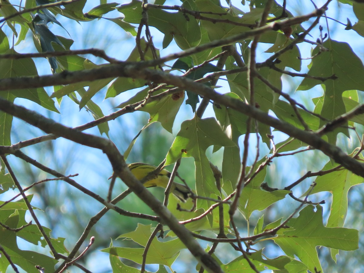 Prairie Warbler - ML252836261