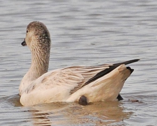 Snow Goose - Richard Catero