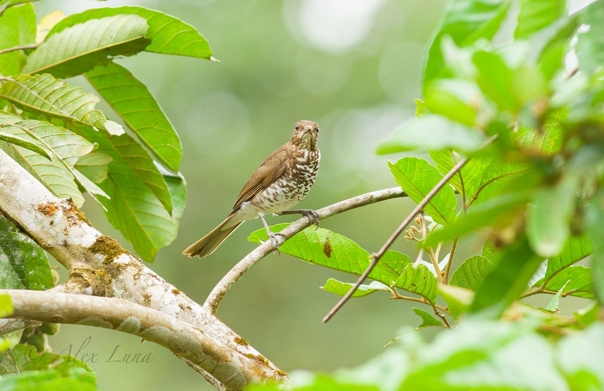 Marañon Thrush - Alex Luna