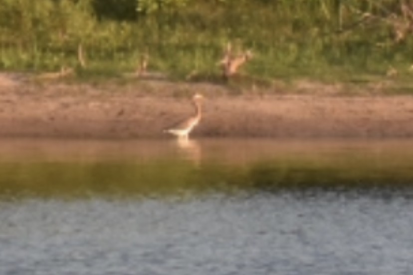 Tricolored Heron - ML252836781