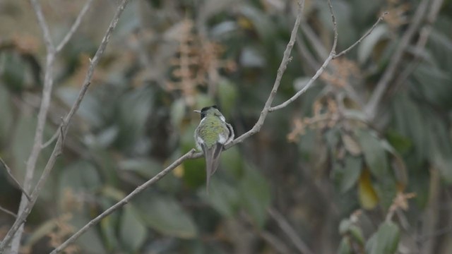 kolibřík růžkatý - ML252837951