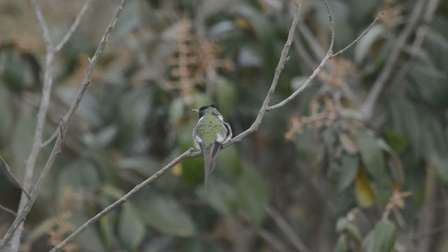 Goldhauben-Schmuckkolibri - ML252837951