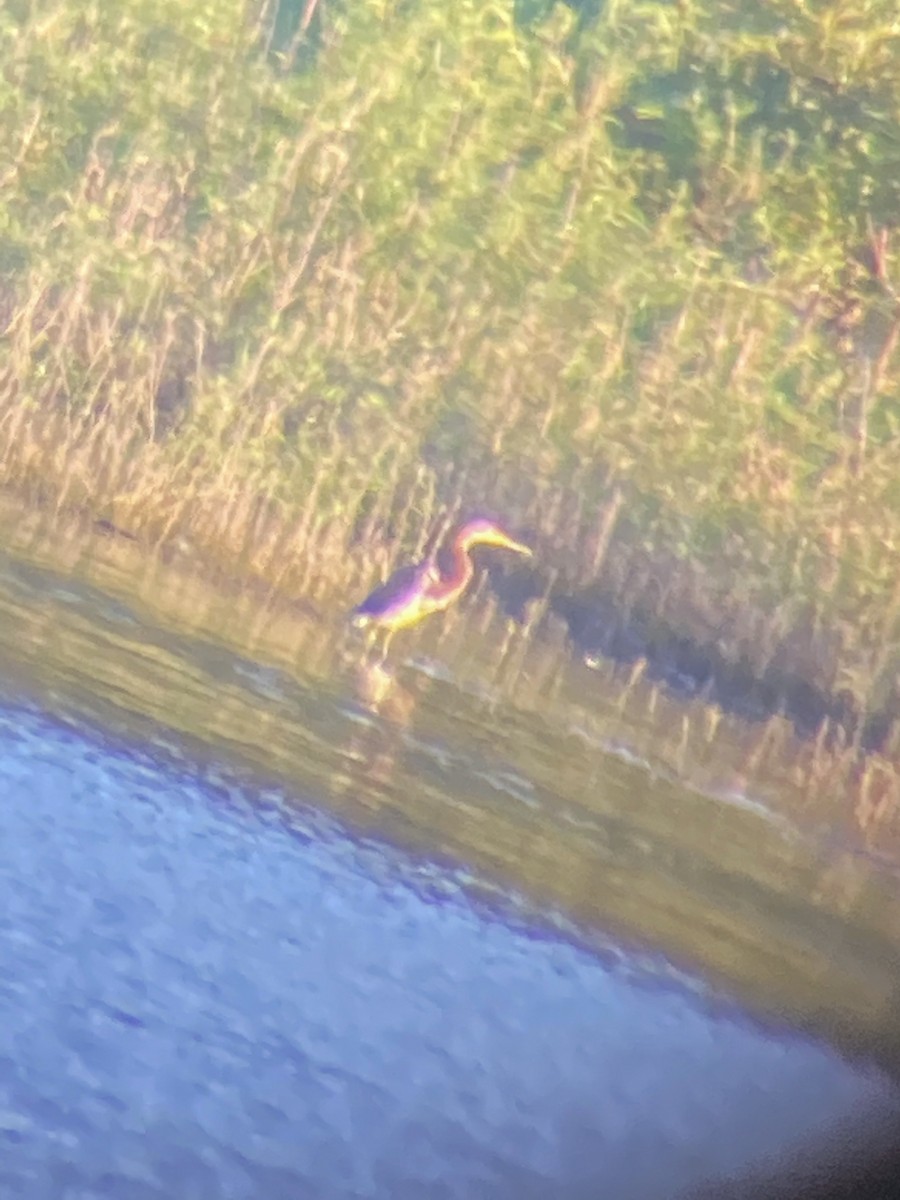 Tricolored Heron - ML252838001