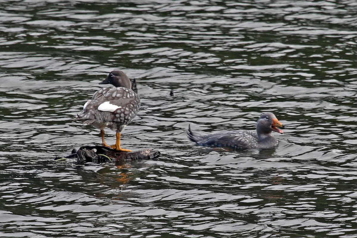 Flying Steamer-Duck - ML25283891