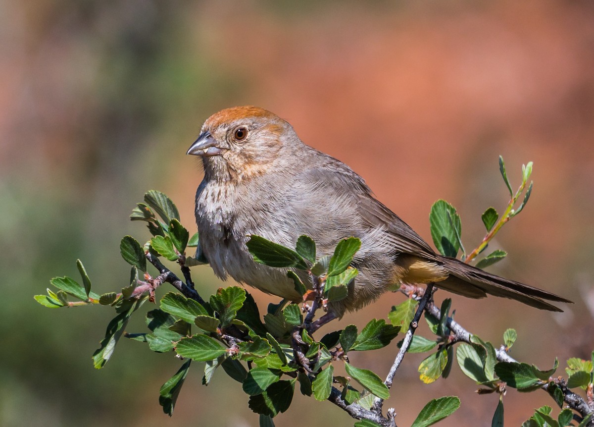 Canyon Towhee - ML252838911