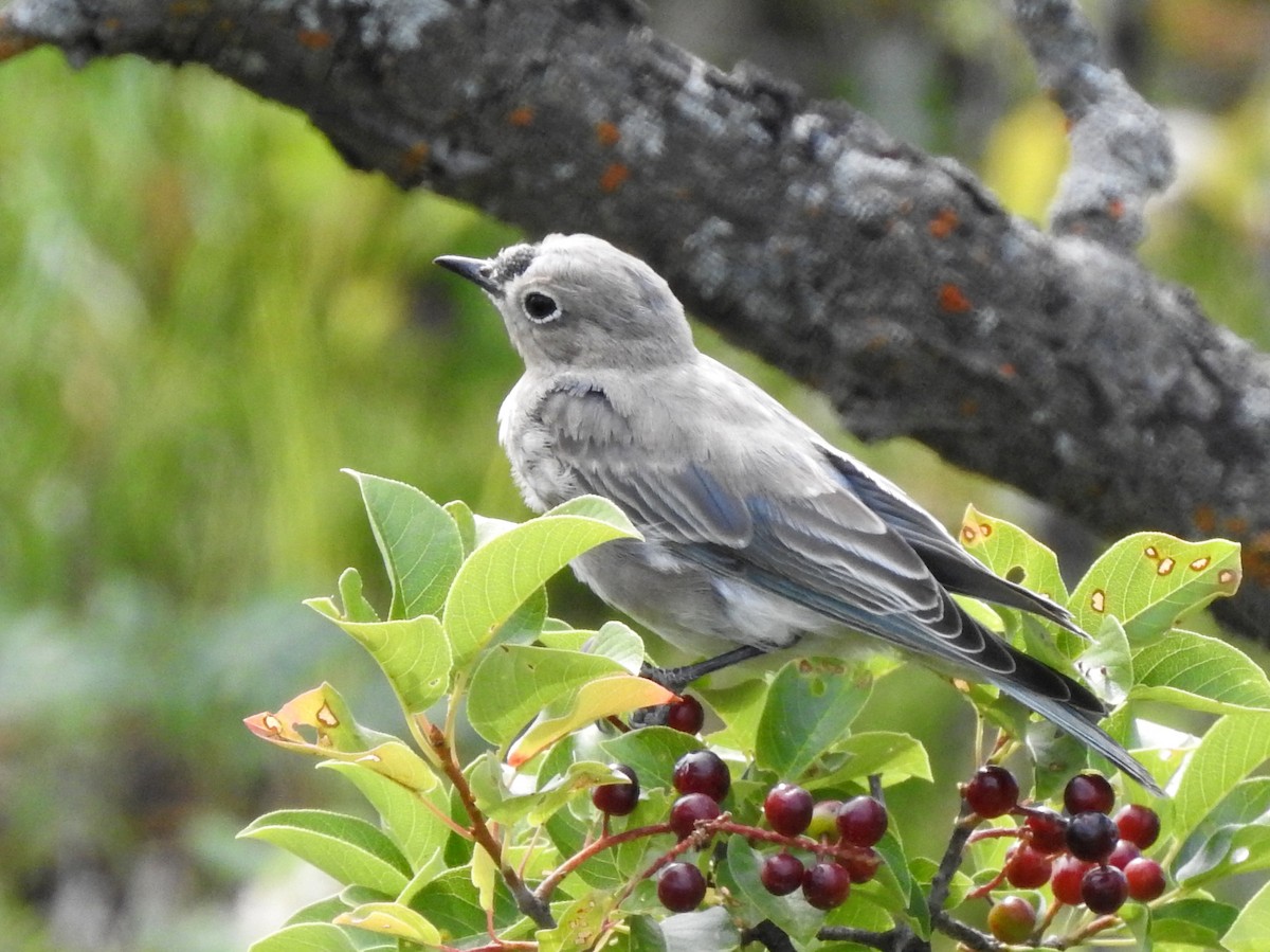 Mountain Bluebird - ML252843601