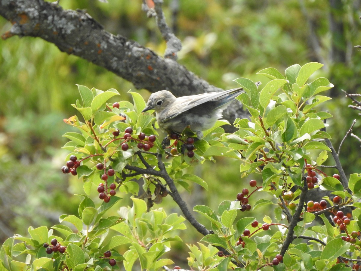 Mountain Bluebird - ML252843611