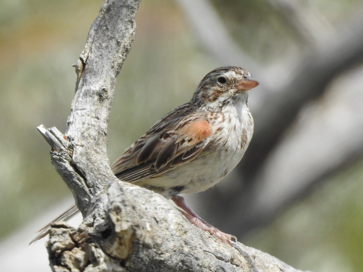 Vesper Sparrow - ML252844011