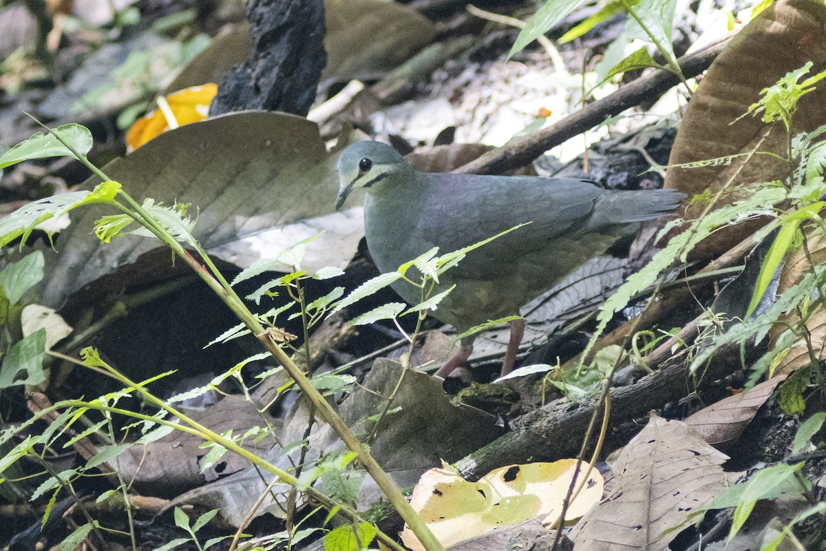 Purplish-backed Quail-Dove - ML252844961