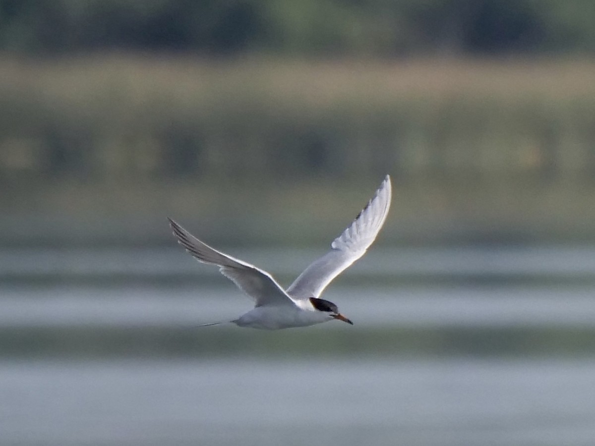 Forster's Tern - Jeff Osborne