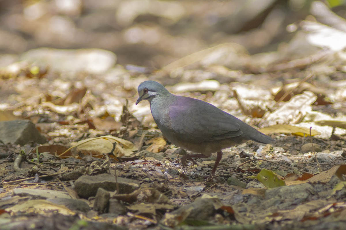 Purplish-backed Quail-Dove - ML252847941