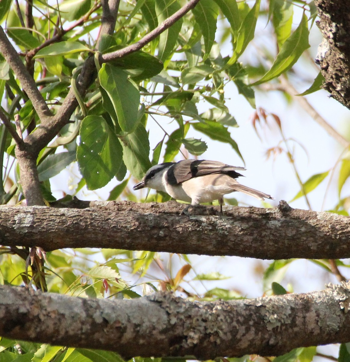 Brown-rumped Minivet - ML25284821