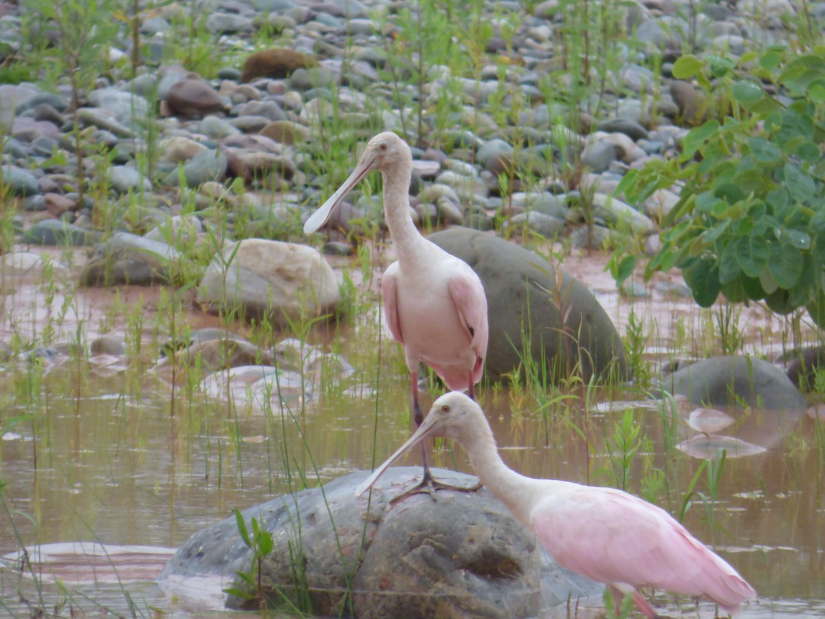 Roseate Spoonbill - ML25284851