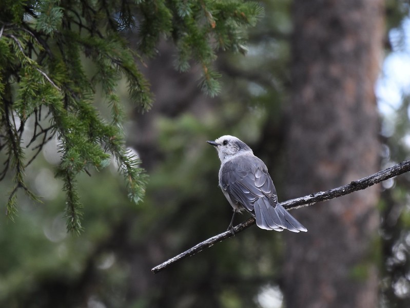 Canada Jay (Rocky Mts.) - ML252849521