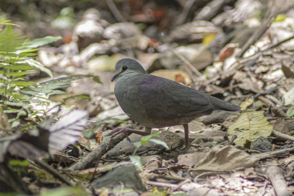 Purplish-backed Quail-Dove - ML252849641