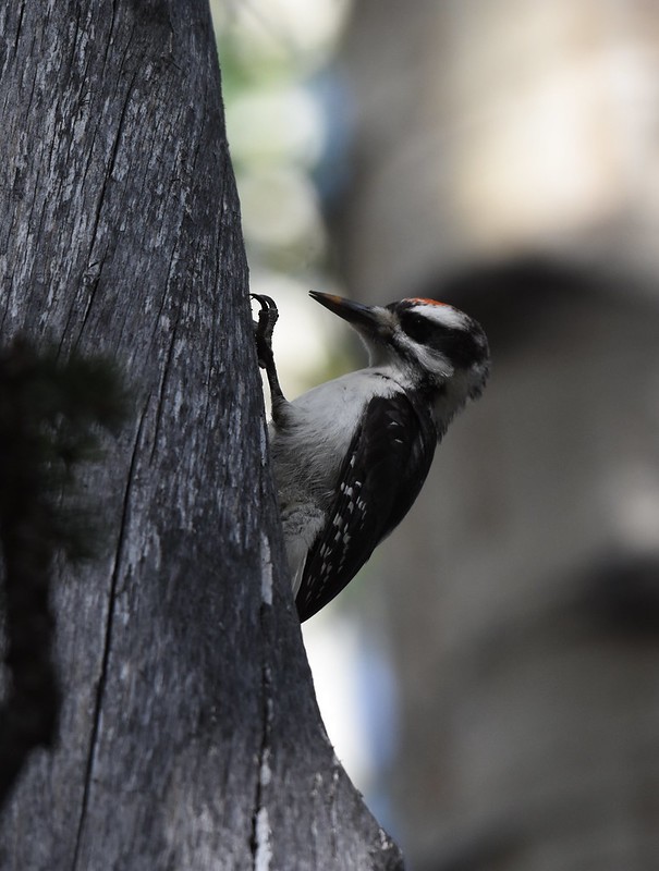 Hairy Woodpecker - ML252850181