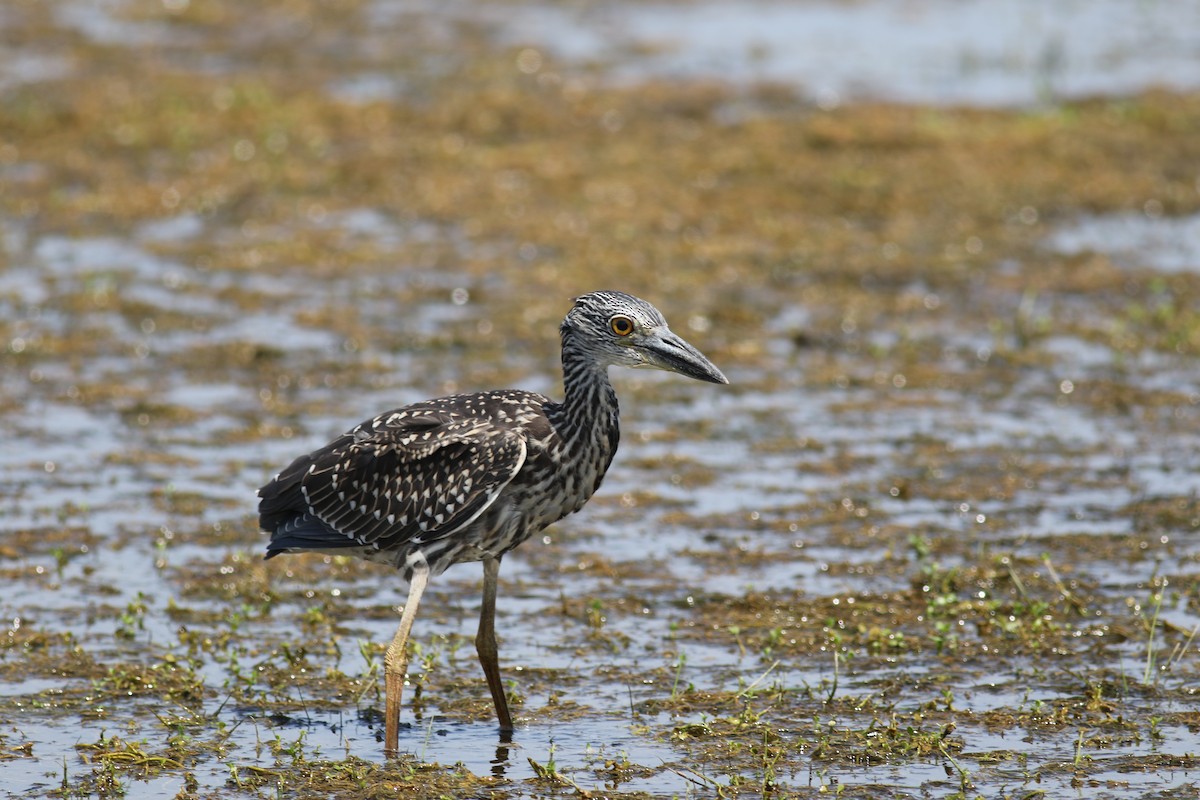 Yellow-crowned Night Heron - Jamie Adams