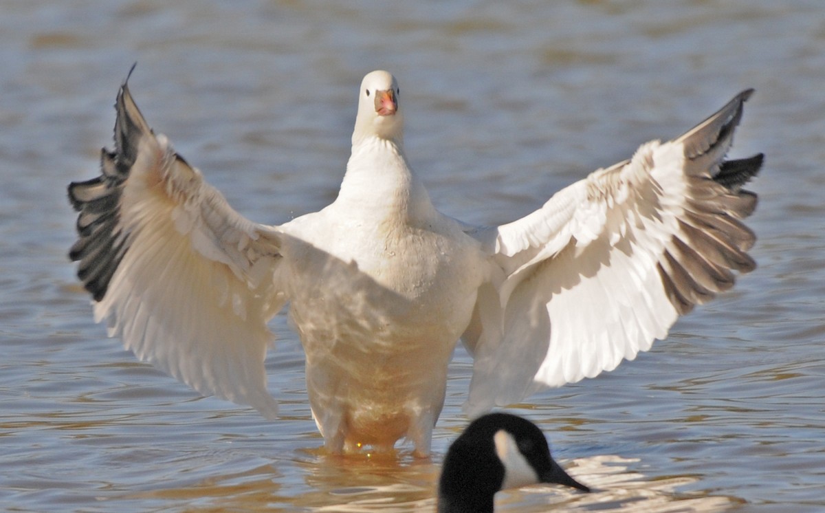 Ross's Goose - Richard Catero