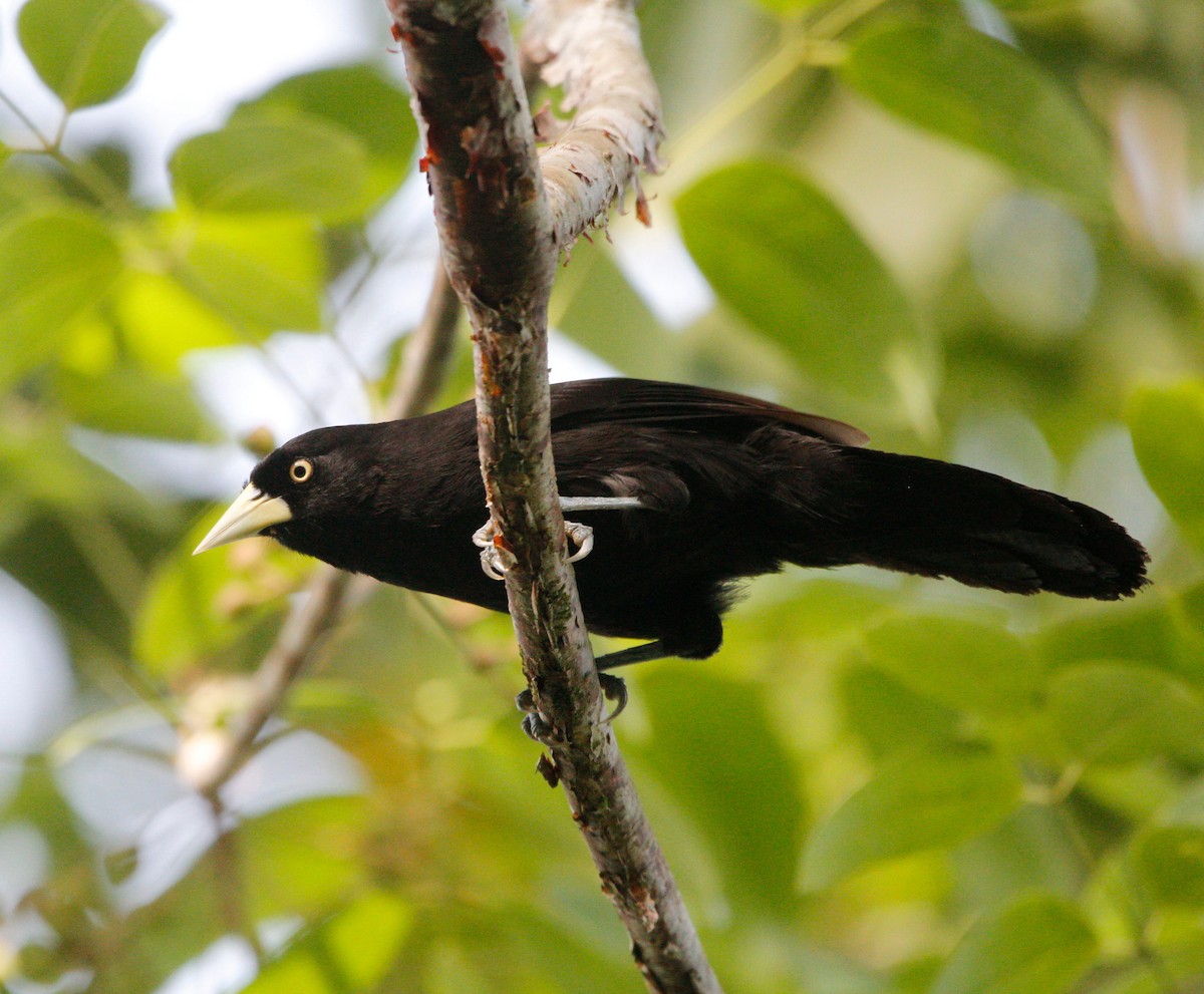 Yellow-billed Cacique - ML252853881