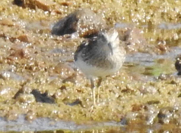 Pectoral Sandpiper - alan murray