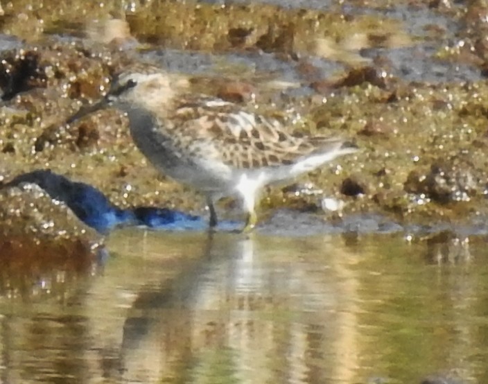 Pectoral Sandpiper - alan murray