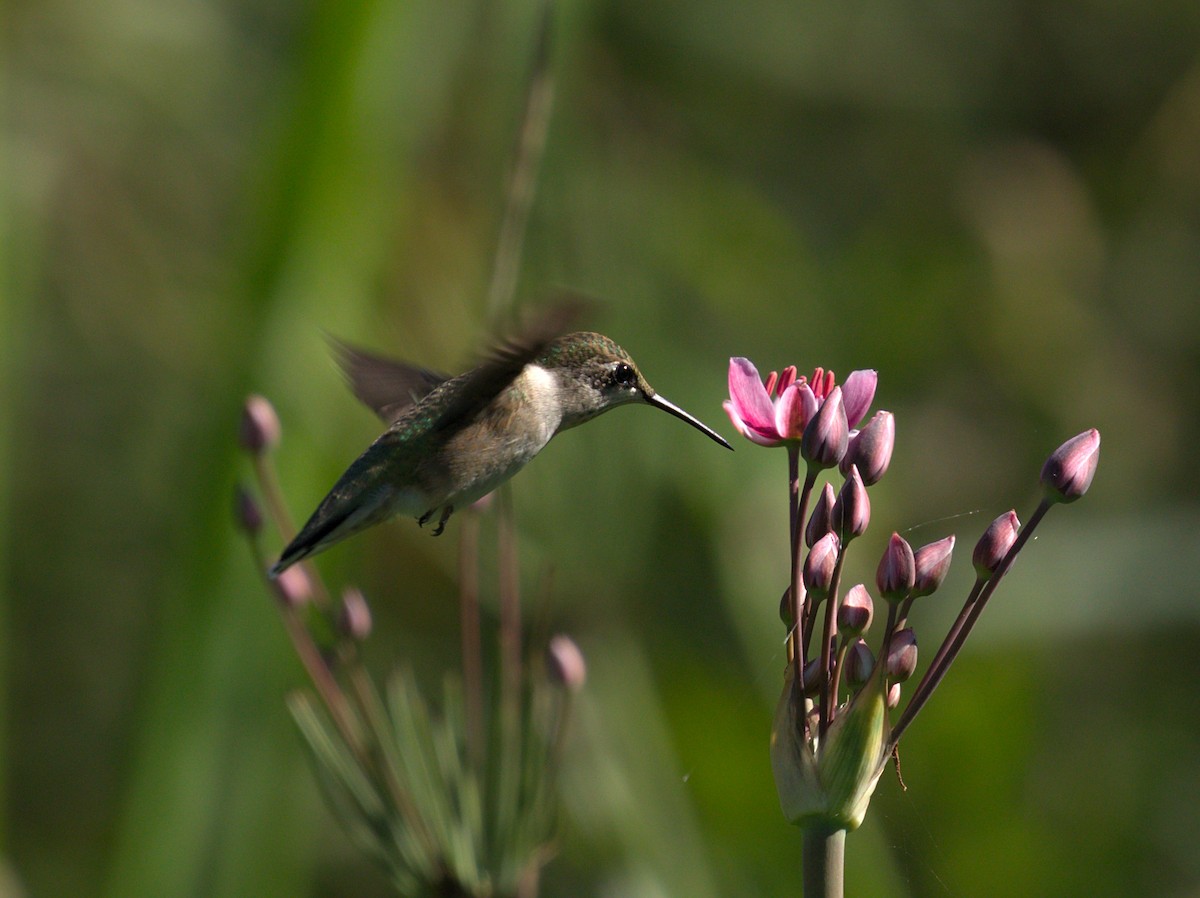 Ruby-throated Hummingbird - Mario St-Gelais