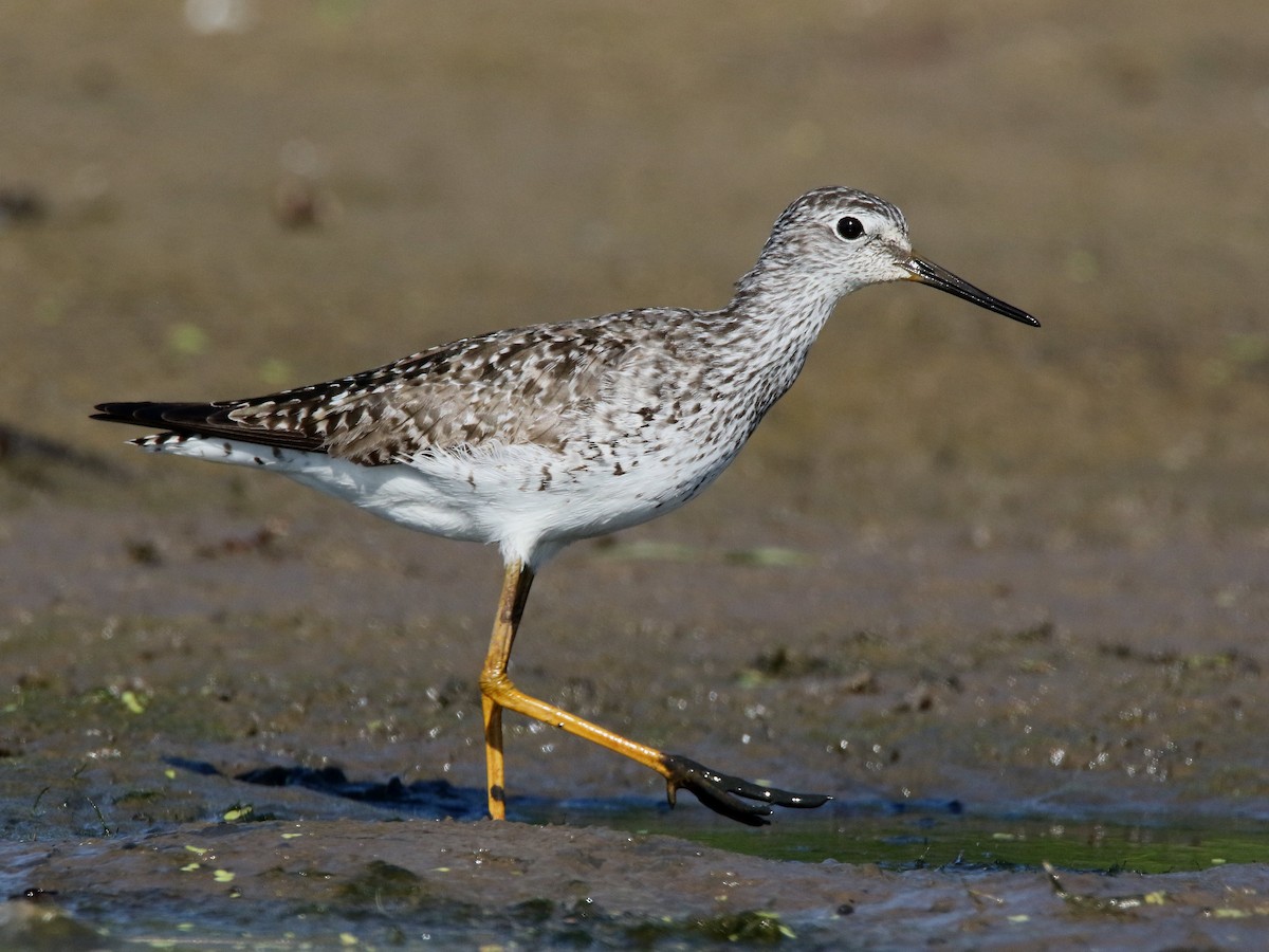 Lesser Yellowlegs - Brad Carlson