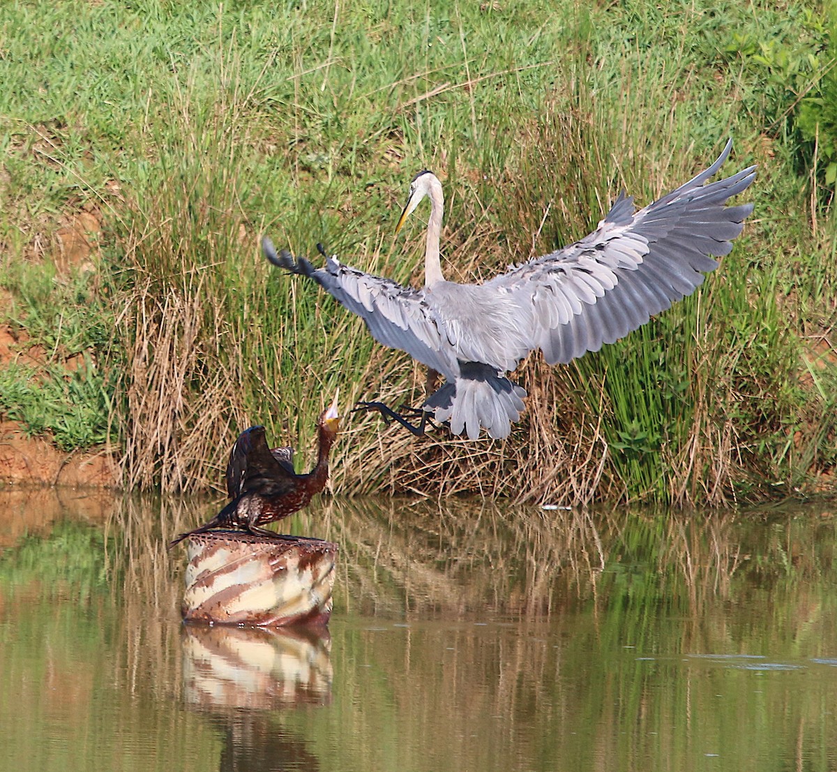 Great Blue Heron - Lori White