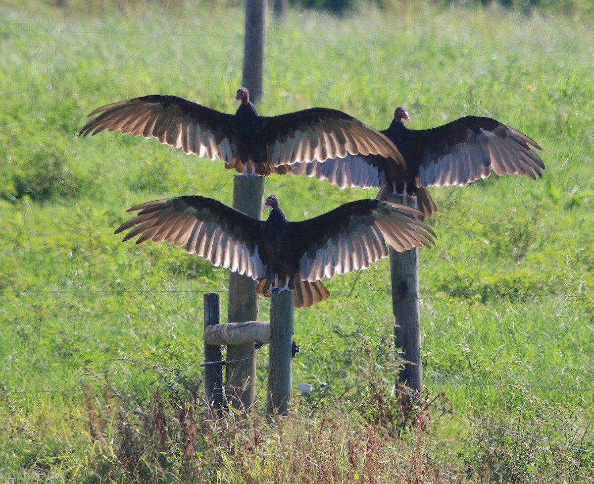 Turkey Vulture - ML252857921