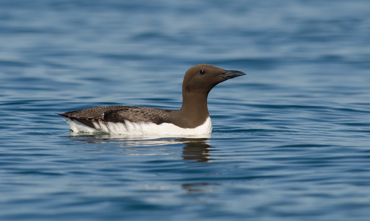 Common Murre - Alix d'Entremont