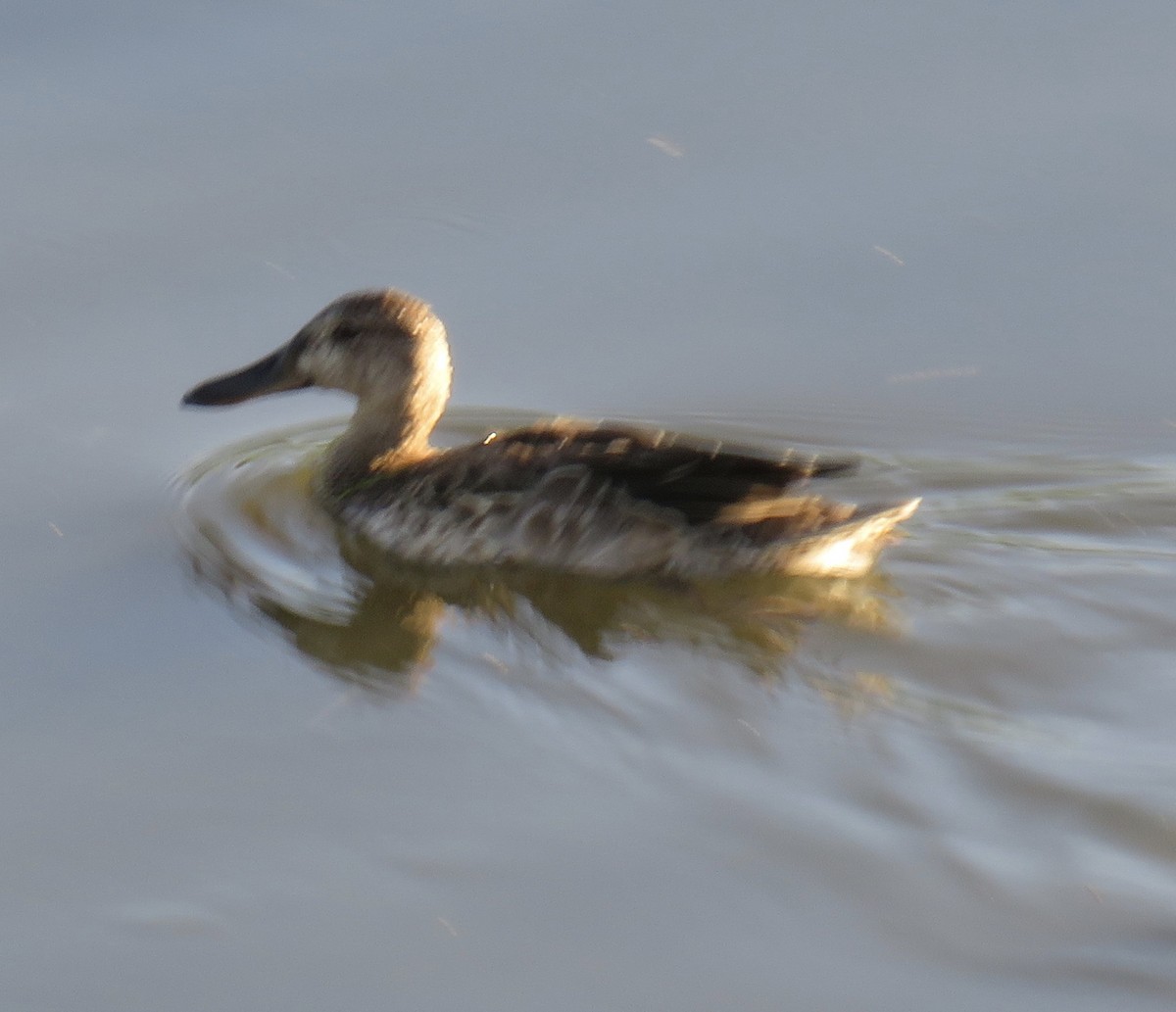 Cinnamon Teal - Nancy Salem