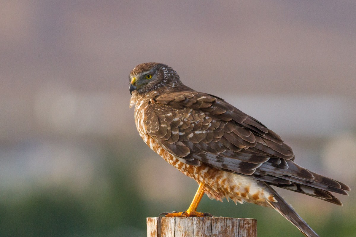 Cinereous Harrier - ML252862891