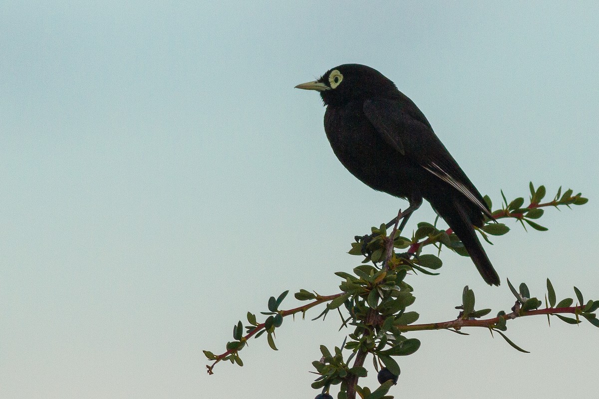 Spectacled Tyrant - Sergio Porto