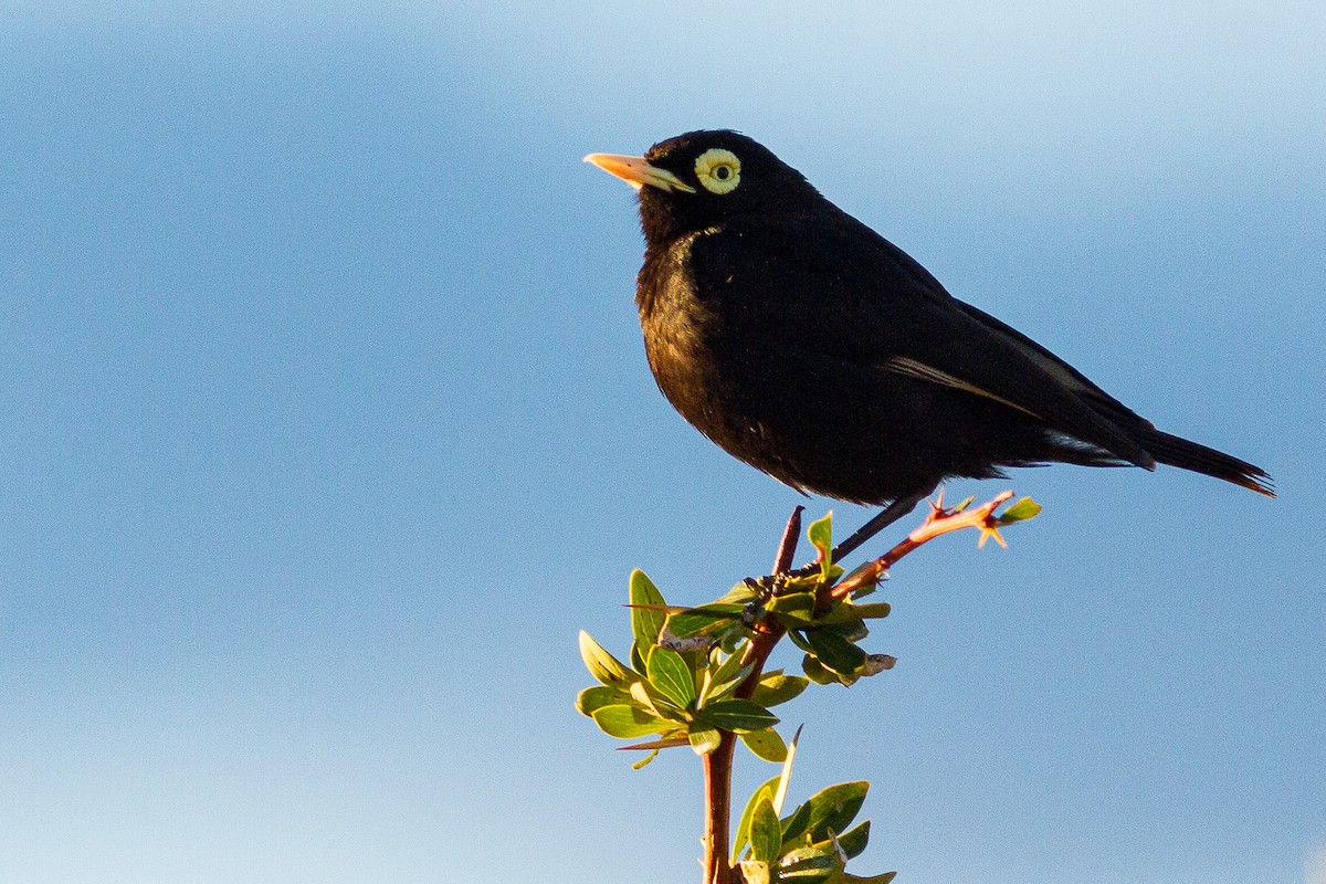 Spectacled Tyrant - ML252863381