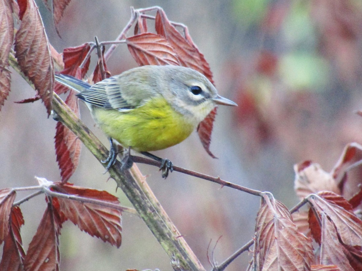 Prairie Warbler - Roger Kroodsma