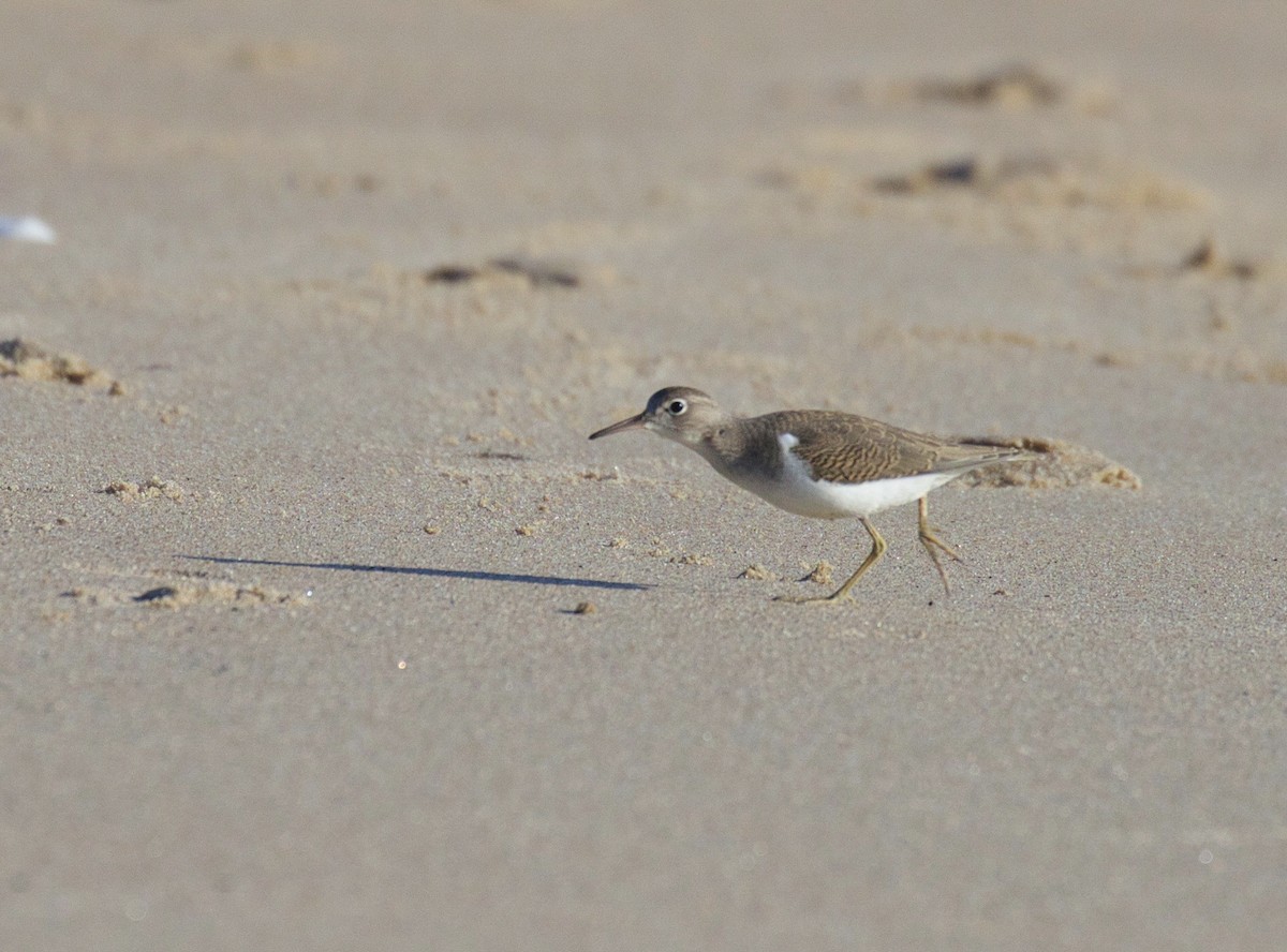 Spotted Sandpiper - Jason Barcus