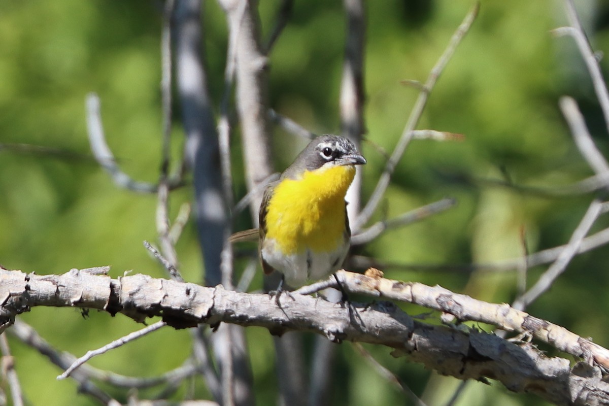Yellow-breasted Chat - ML252864901