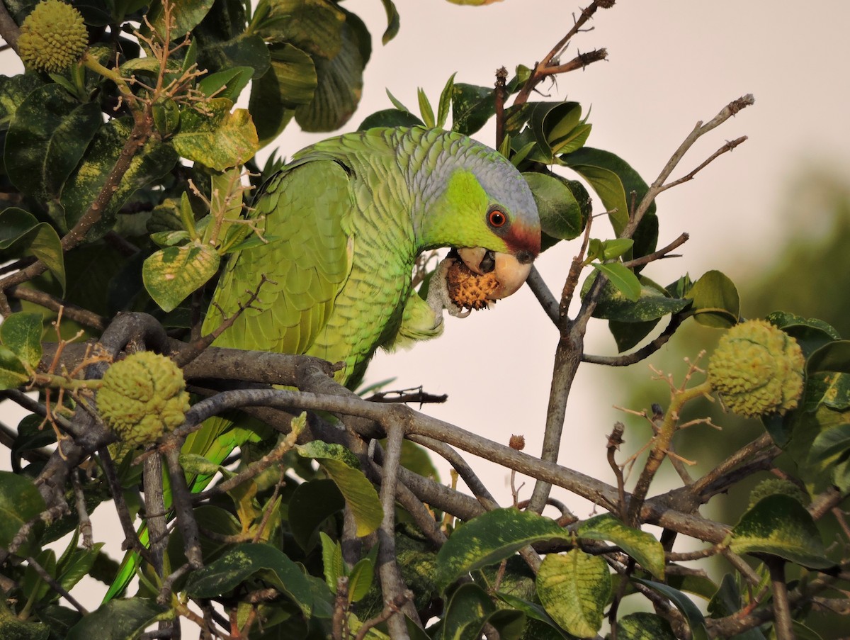 Lilac-crowned Parrot - ML25286521