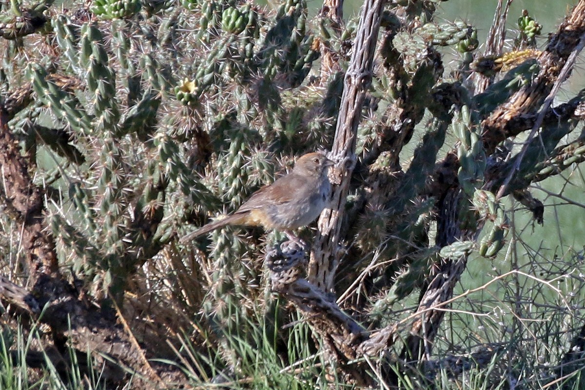 Canyon Towhee - ML252865531