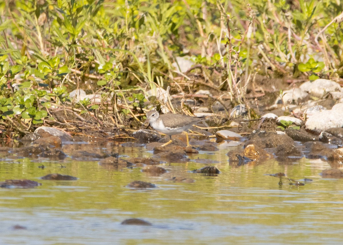 Spotted Sandpiper - ML252865701