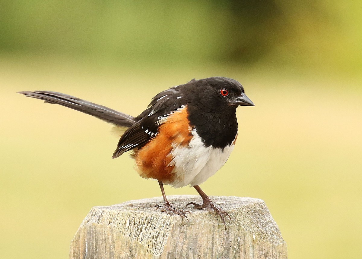 Spotted Towhee (oregonus Group) - ML252866111